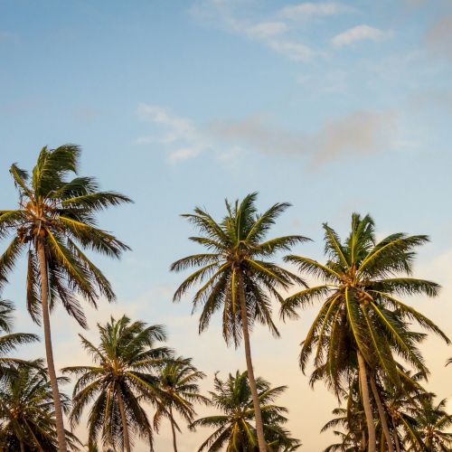 A tropical beach scene with tall palm trees, a sandy shore, and a clear blue sky.