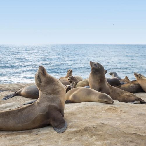 Some sea lions lounging on a sunny beach with waves in the background, relaxed on the sand, typical coastal wildlife scene.